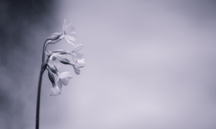 St Pauls Funeral Services,Bangalore